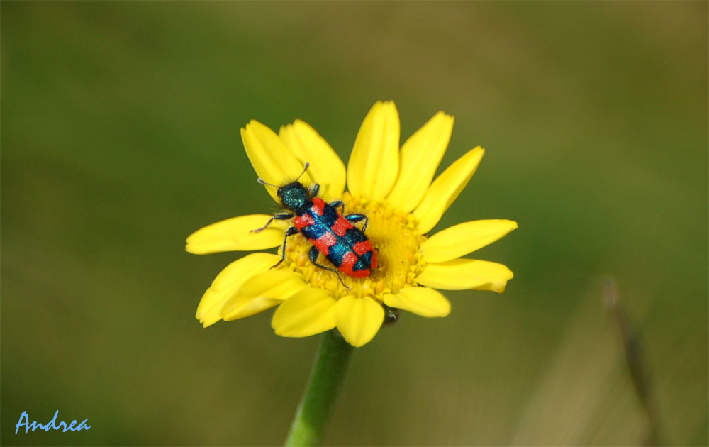 Trichodes alvearius